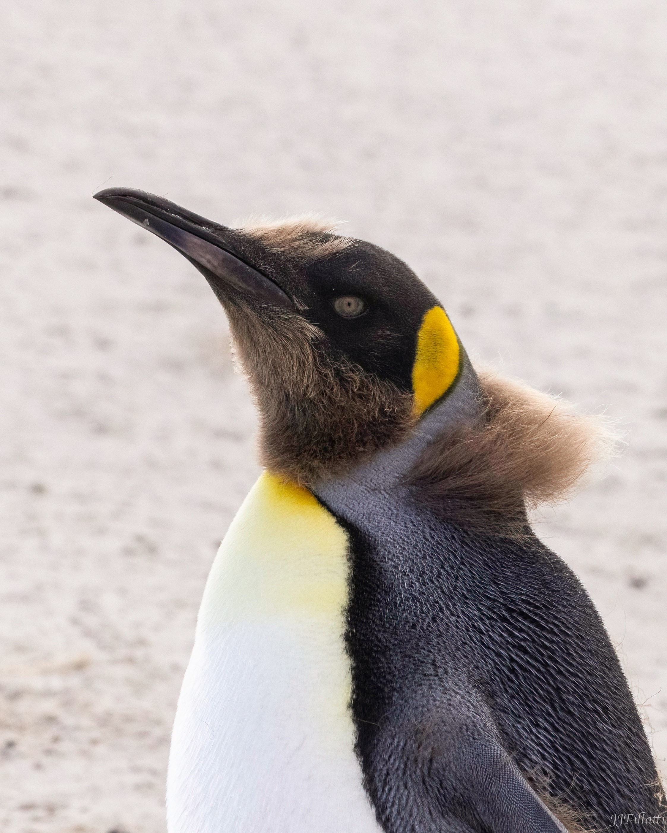 bird of the falklands image 13